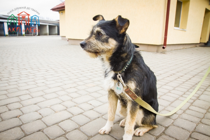 Средства, которые хозяева платят за лечение домашних животных, направляются на нужды бездомных собак Львова